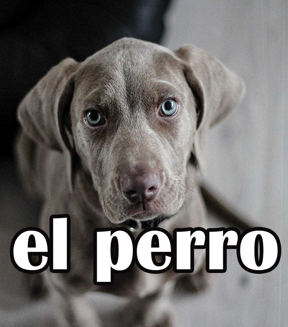 el perro SpanishTimezone